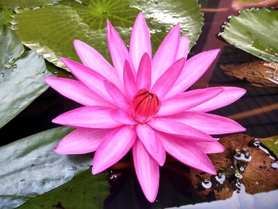 Lily flower