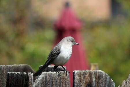 Wildlife backyard fence