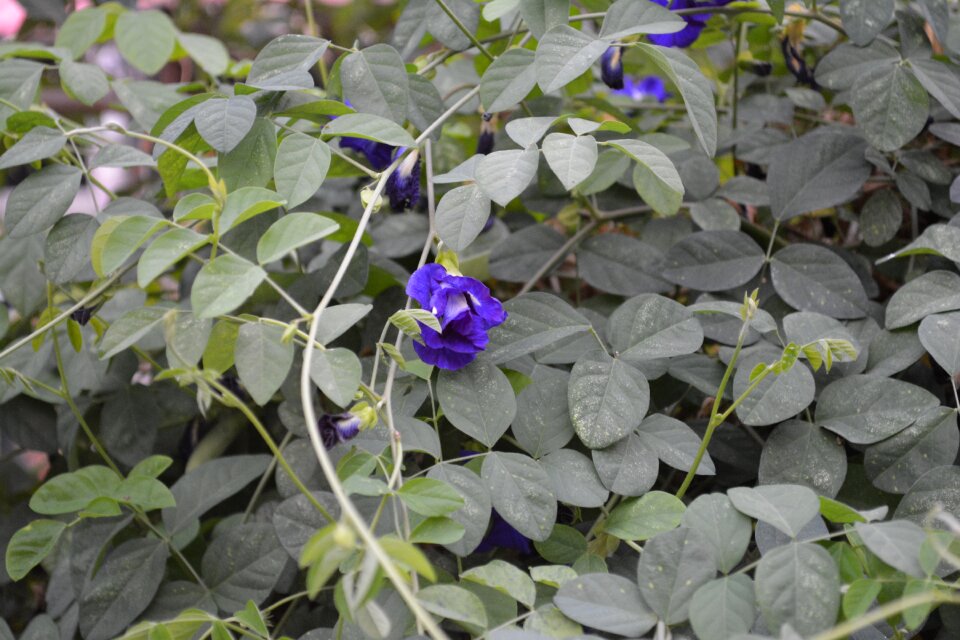 Purple nature vine