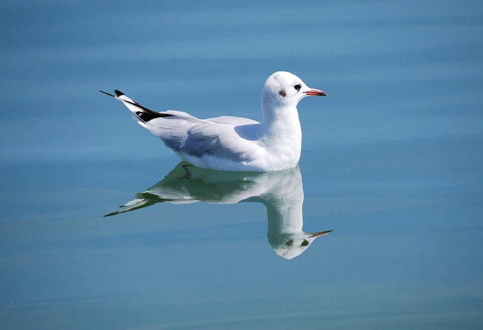 Animals animal world waterfowl