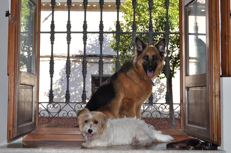 House dogs old