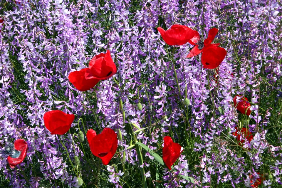 Plant nature summer