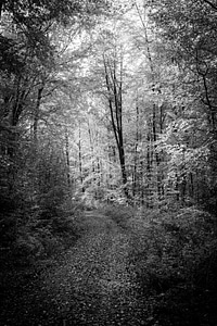 Forest path autumn black and white photo