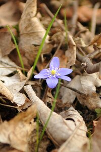 Garden plant bloom