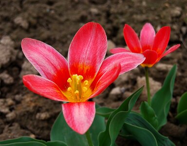 Garden petal early spring photo