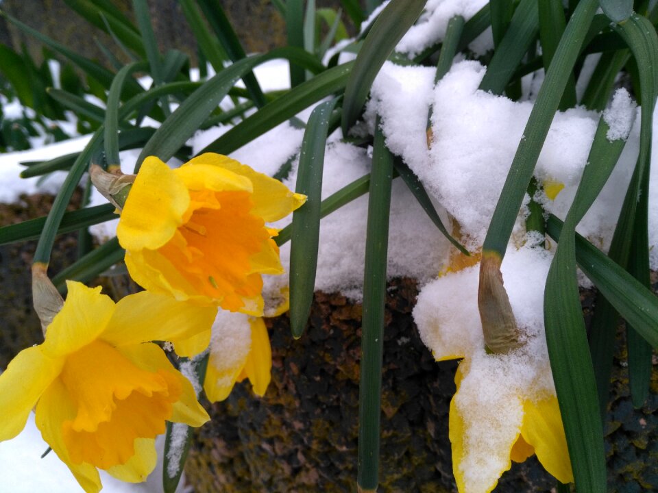 Garden nature narcissus pseudonarcissus