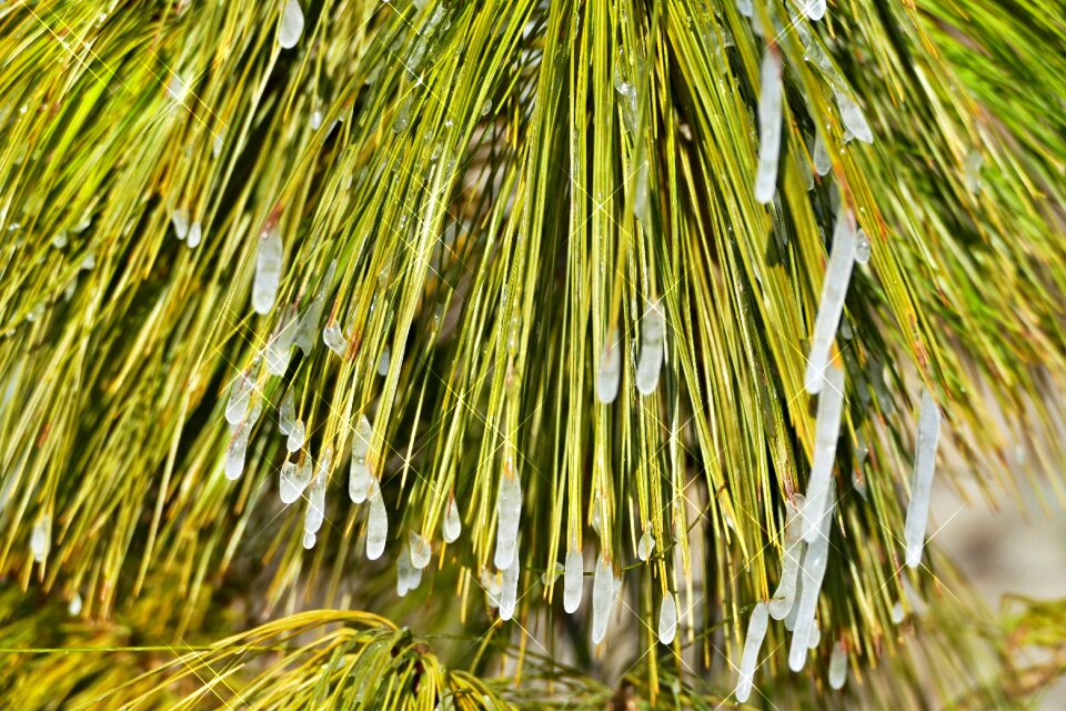 Needles icing winter