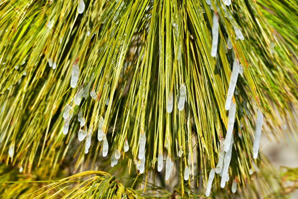 Needles icing winter photo