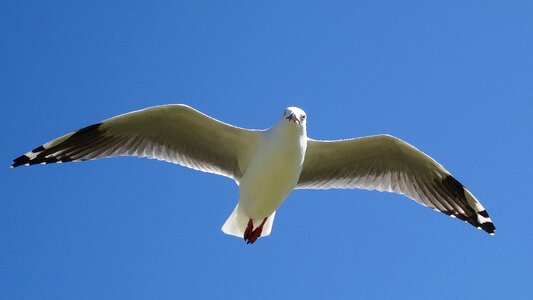 Seagulls wildlife sky photo