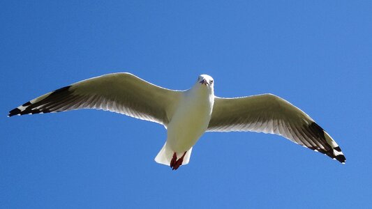 Seagulls wildlife sky