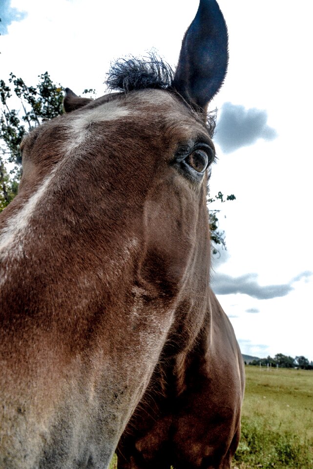 Mammal stallion farm photo