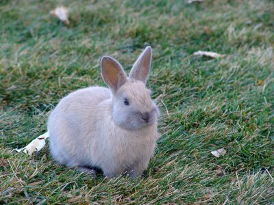 Animal bunny green rabbit photo
