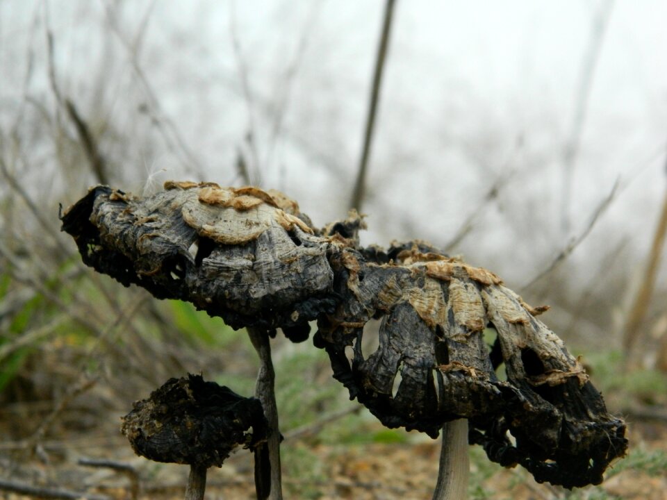 Nature hunger wood-fibre boards photo