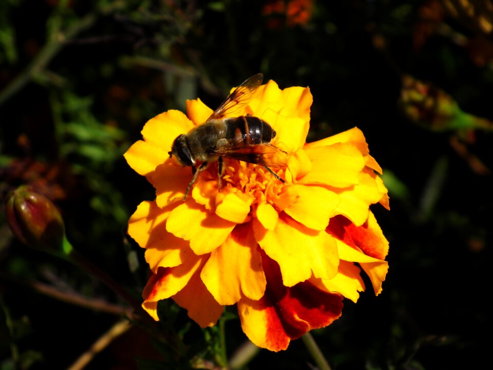 Flower insect bee
