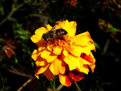 Flower insect bee photo