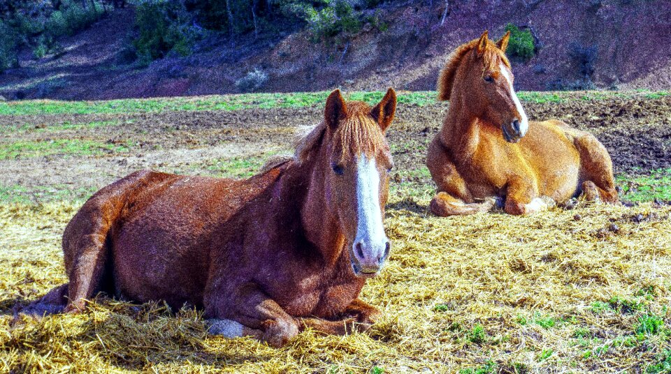 Lawn nature mare photo