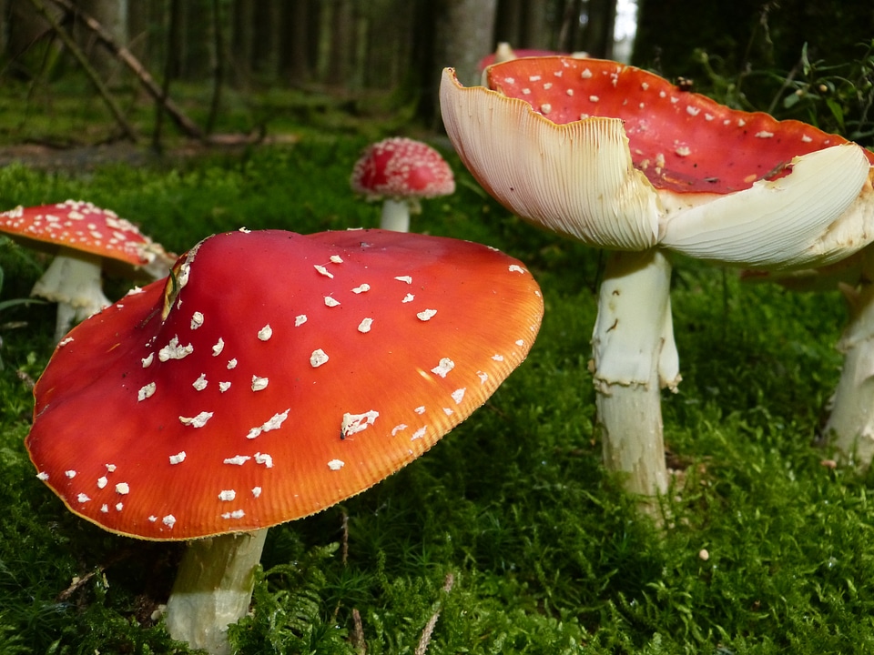 Toxic spotted autumn