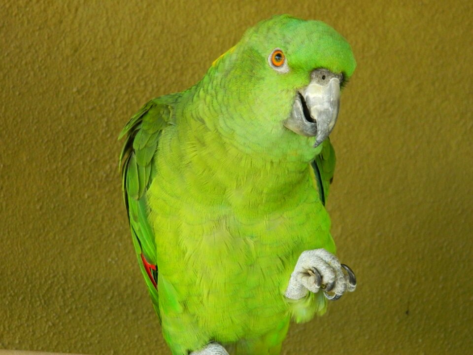 Wildlife parakeet amazon