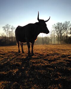 Bull animal horns photo