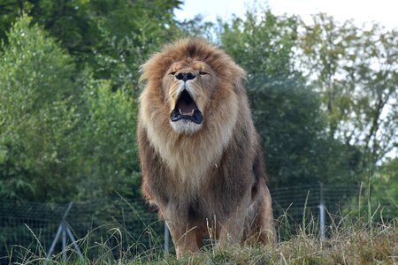 Lion cerza zoo photo