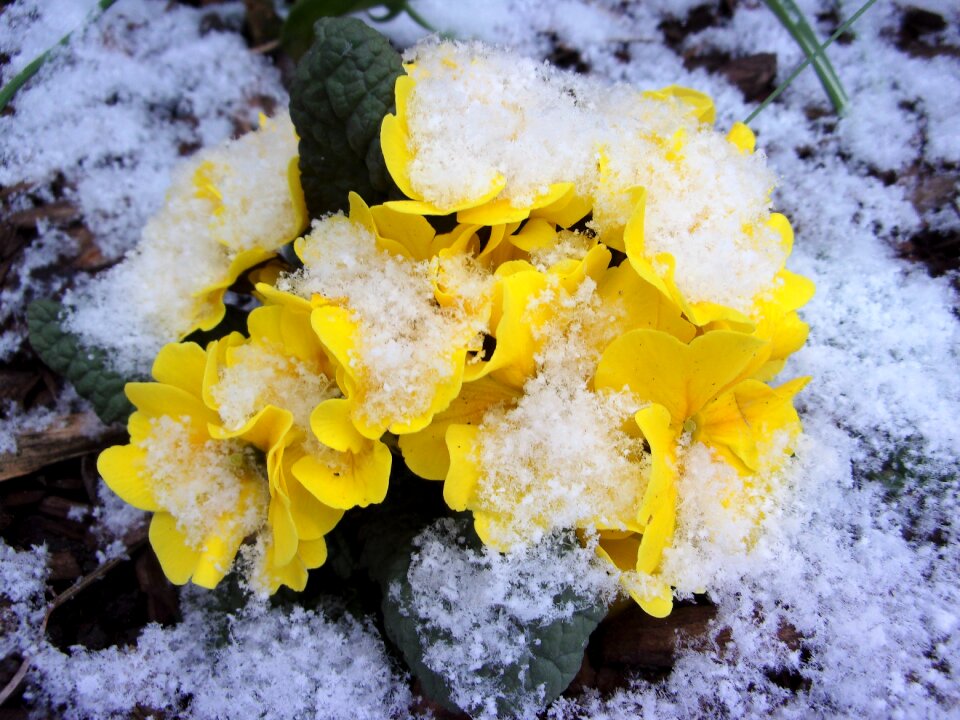 Nature winter season