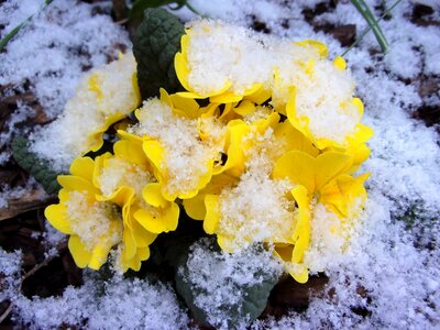 Nature winter season