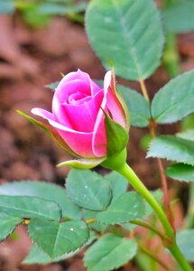 Leaf flower's rose photo