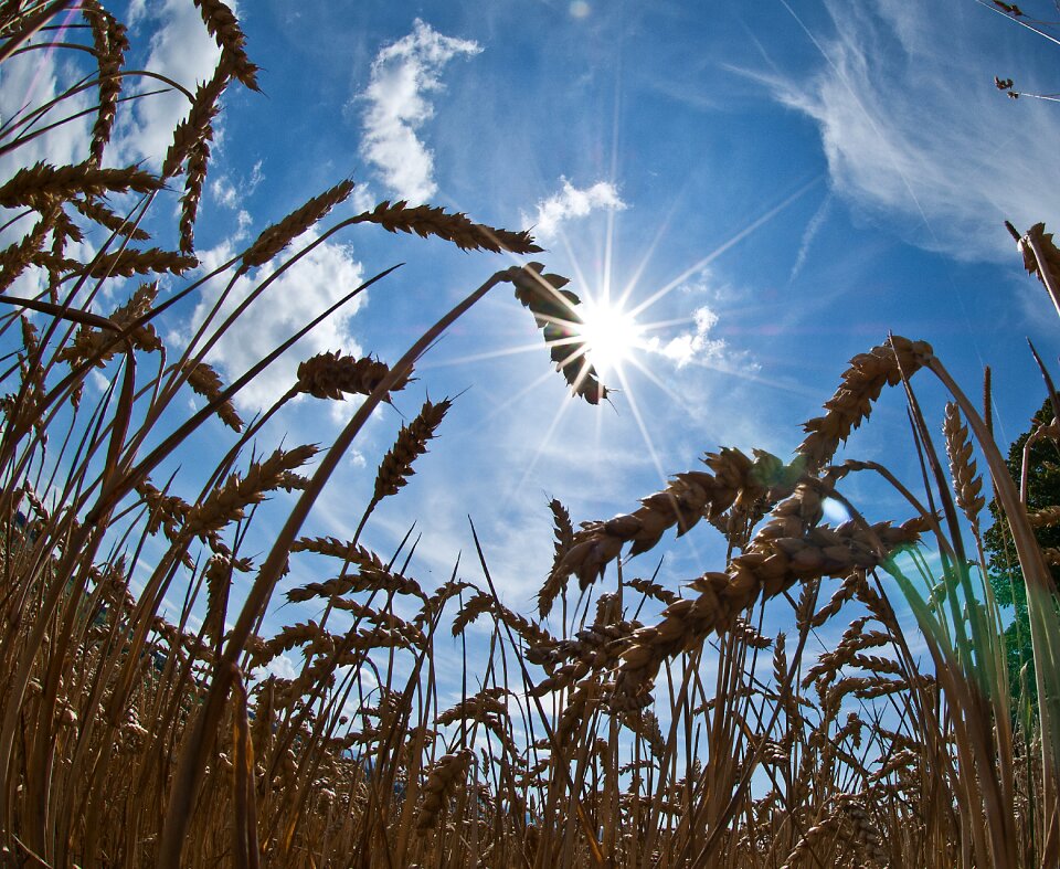 Nature plant schönwetter