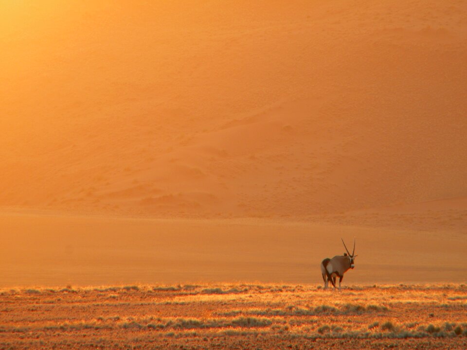 Desert dusk outdoors