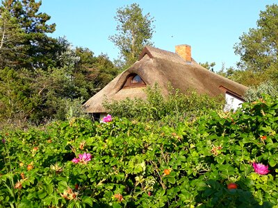 Heck roses reed hedge