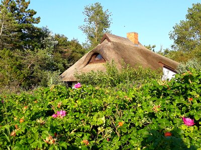 Heck roses reed hedge photo