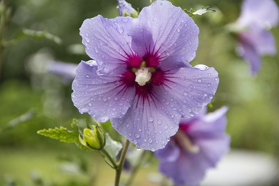 Violet flora flower
