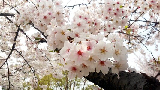Cherry tree quarter wood
