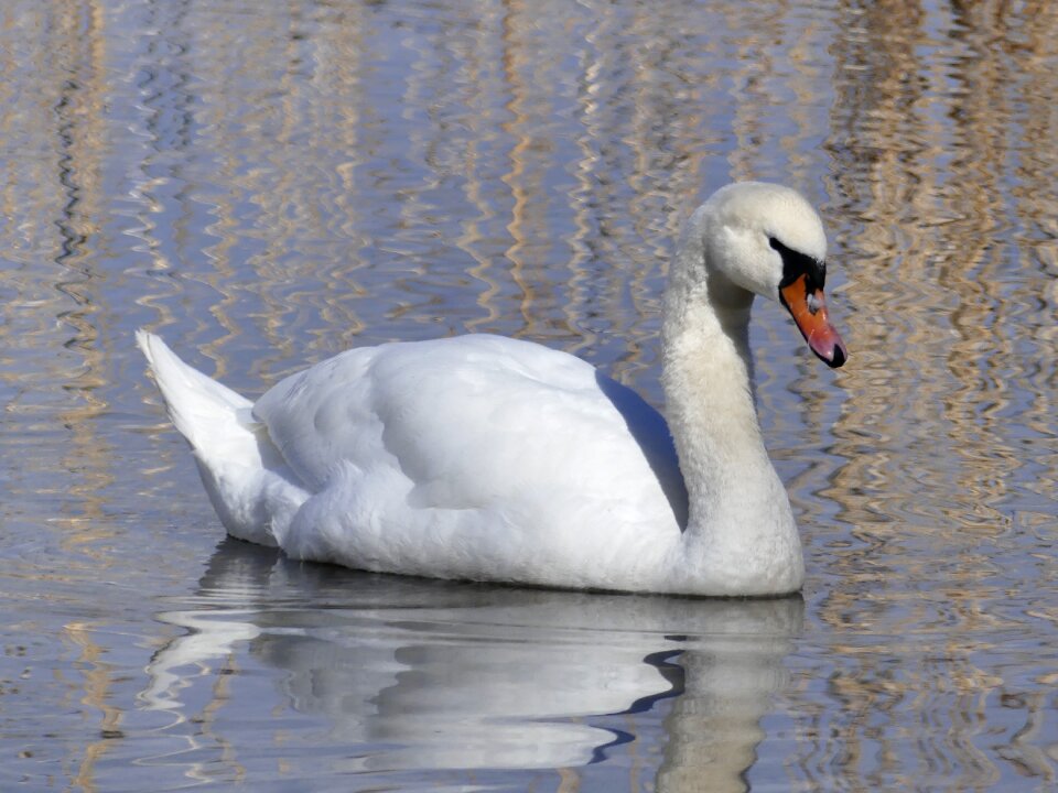 Lake water bird duck