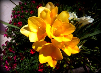 Nature leaf floral