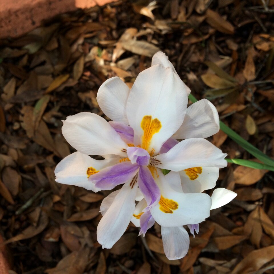 White flower full bloom blooming