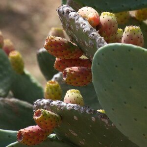 Barbed cactus juice plant