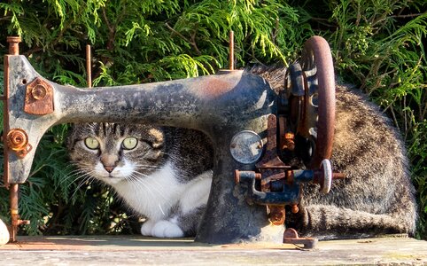 Cute cat portrait