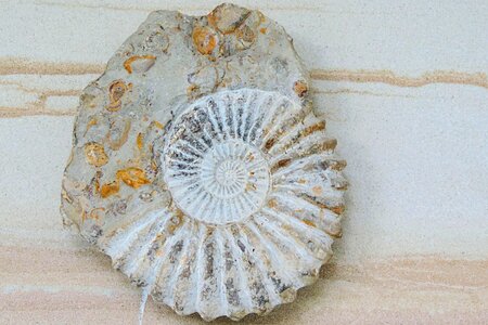 Fossils shell wall photo