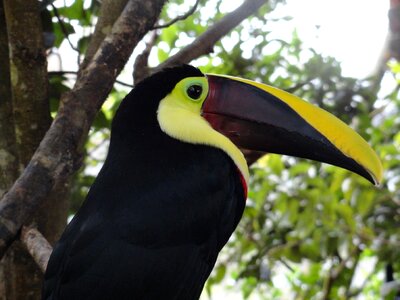 Birds animalia nature