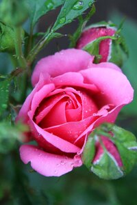 Rose leaf blossom