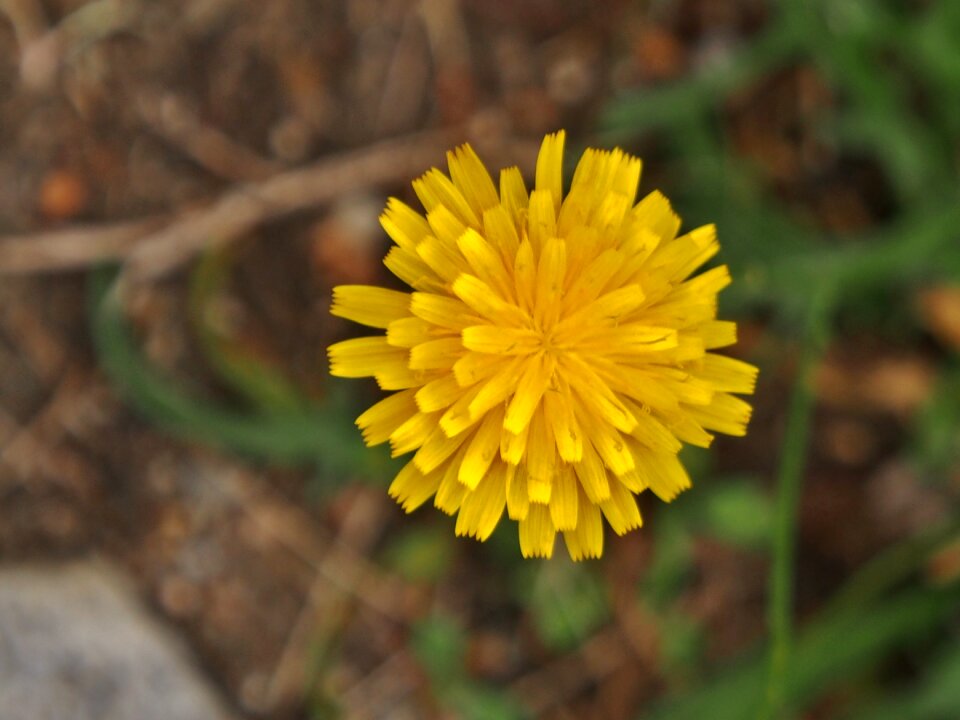 Summer grass dandelion