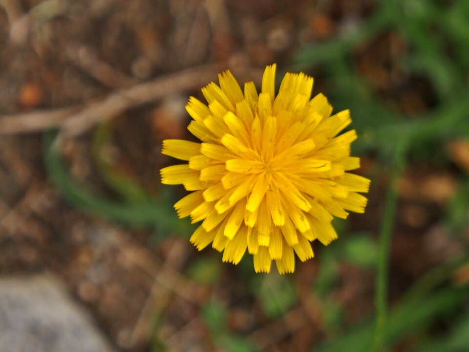 Summer grass dandelion photo