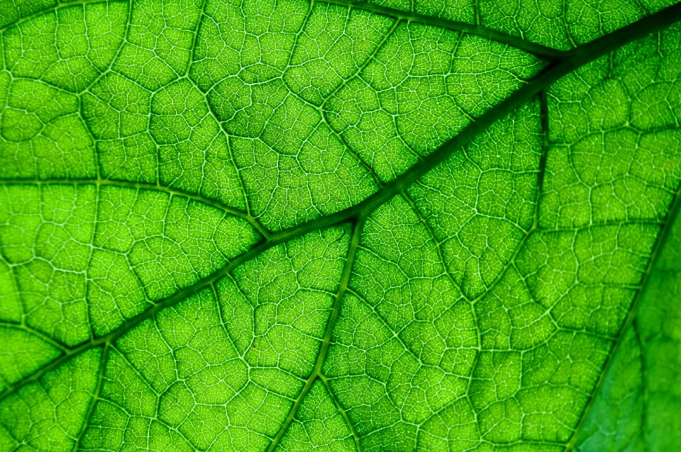 No one nature ecology