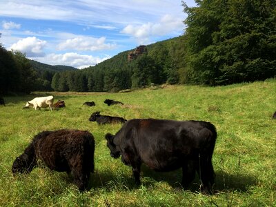 Grass agriculture animals
