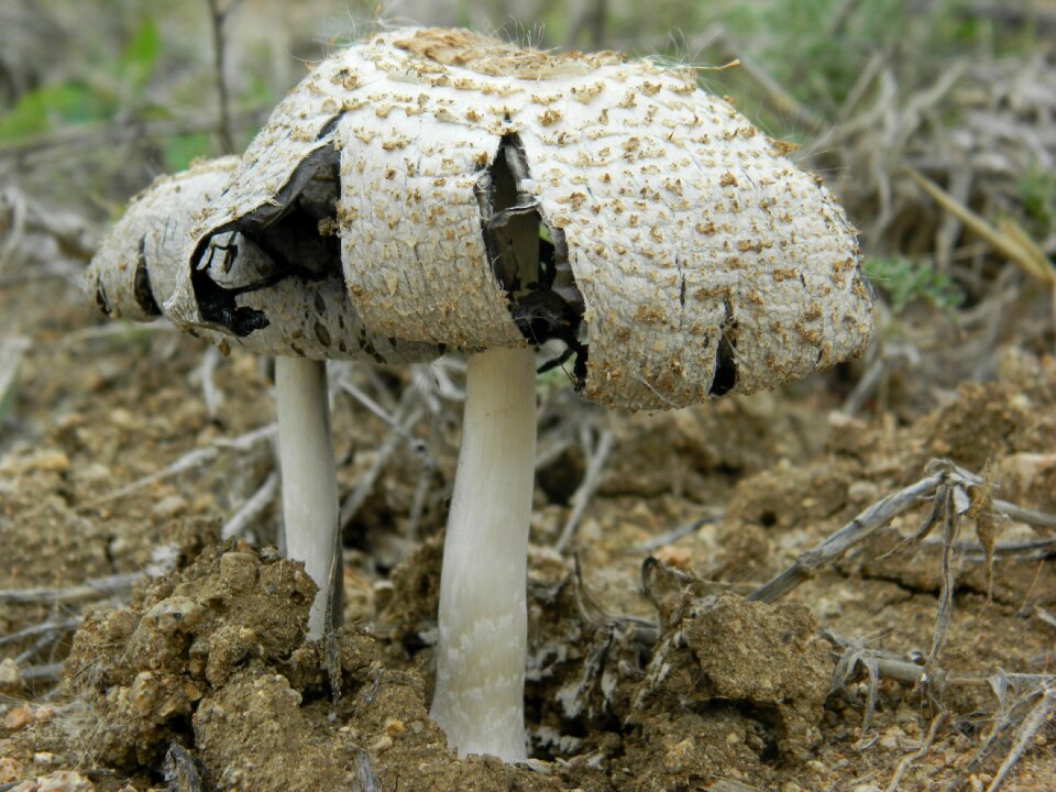 Nature fungal wild