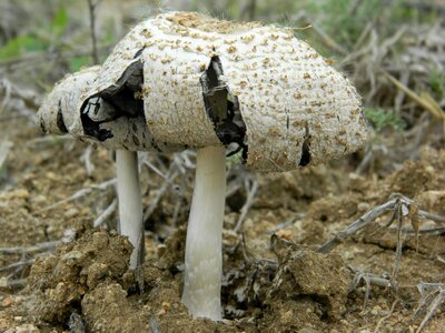 Nature fungal wild