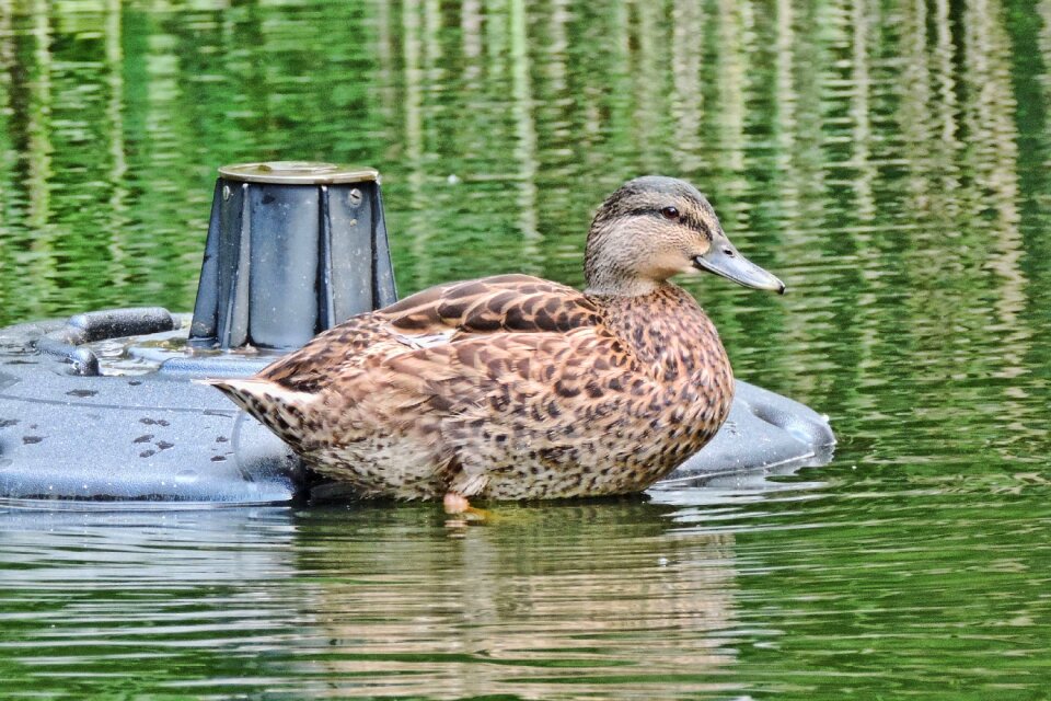 Bird waters mallard
