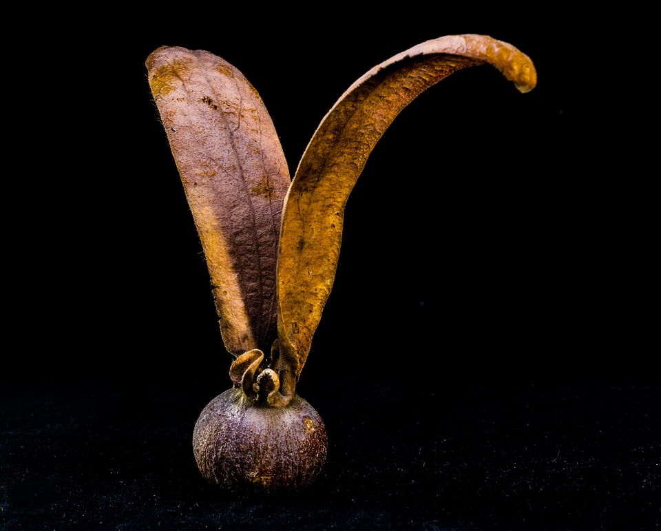 Seed ball wing tectona grandis