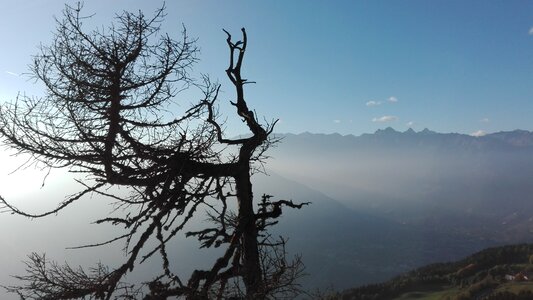 Tree landscape natural cinema knottnkino